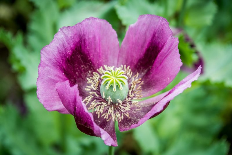 Мак снотворный (Papaver somniferum)
