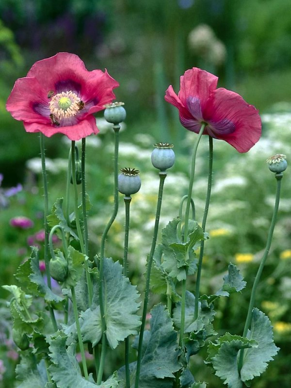 Мак Снеголюбивый Papaver chionophilum