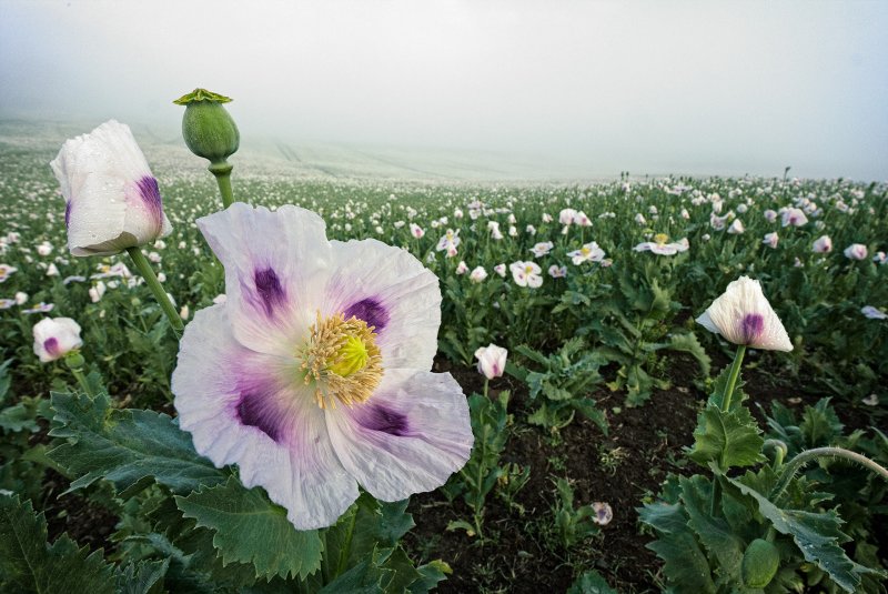 Мак снотворный (Papaver somniferum)