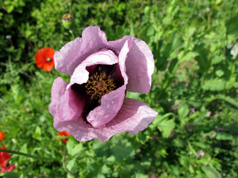 Мак снотворный (растение вида Papaver somniferum l)