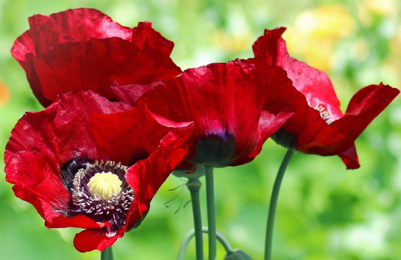 Papaver somniferum August