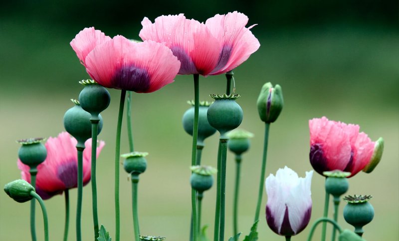Мак снотворный (Papaver somniferum)