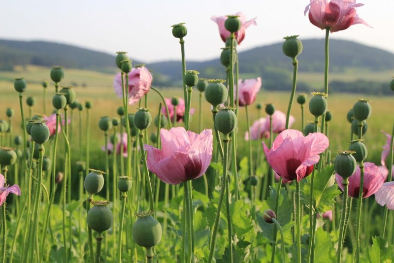 Мак снотворный (Papaver somniferum)