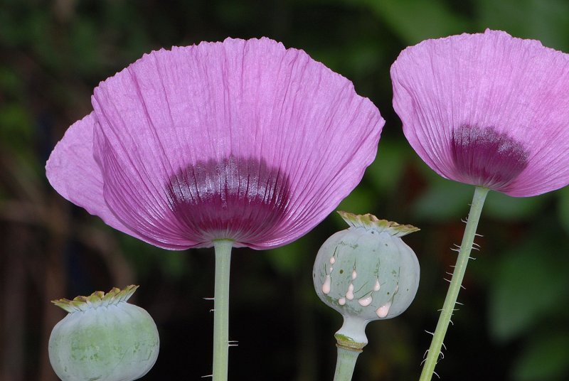 Papaver somniferum Seed