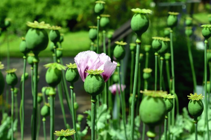 Мак опийный (Papaver somniferum)