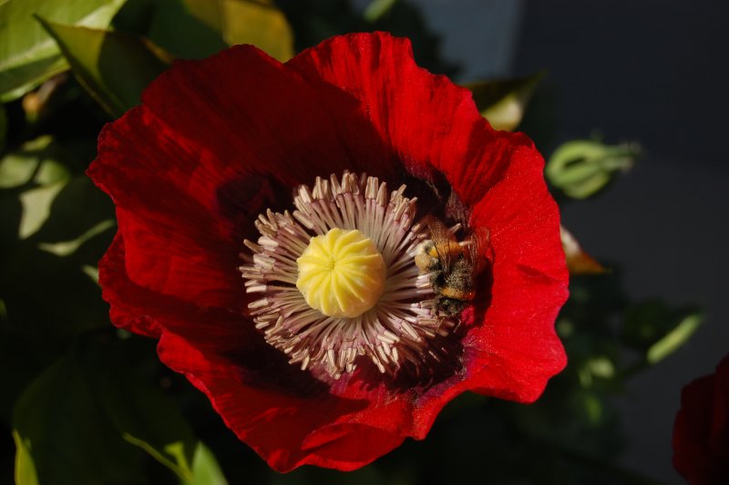 Мака рода Papaver