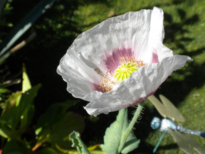 Мак снотворный – Papaver somniferum l.