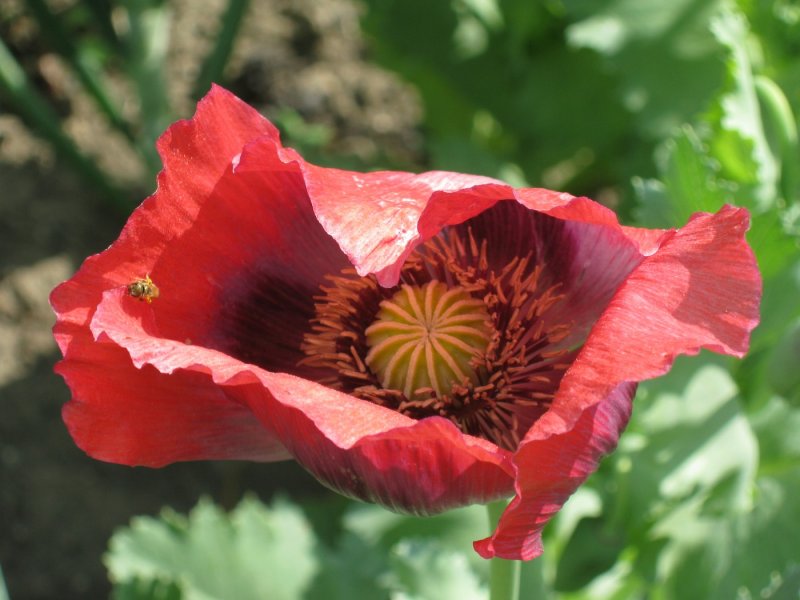 Papaver somniferum Мак снотворный на белом фоне