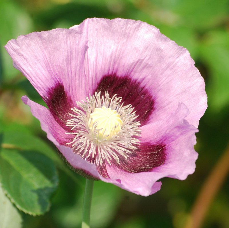 Мак снотворный (Papaver somniferum)