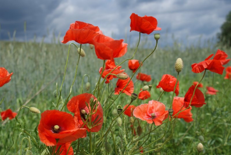 Opium Poppy (Papaver somniferum).