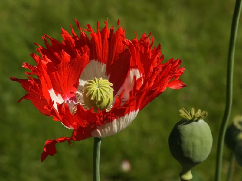 Мак Papaver setigerum