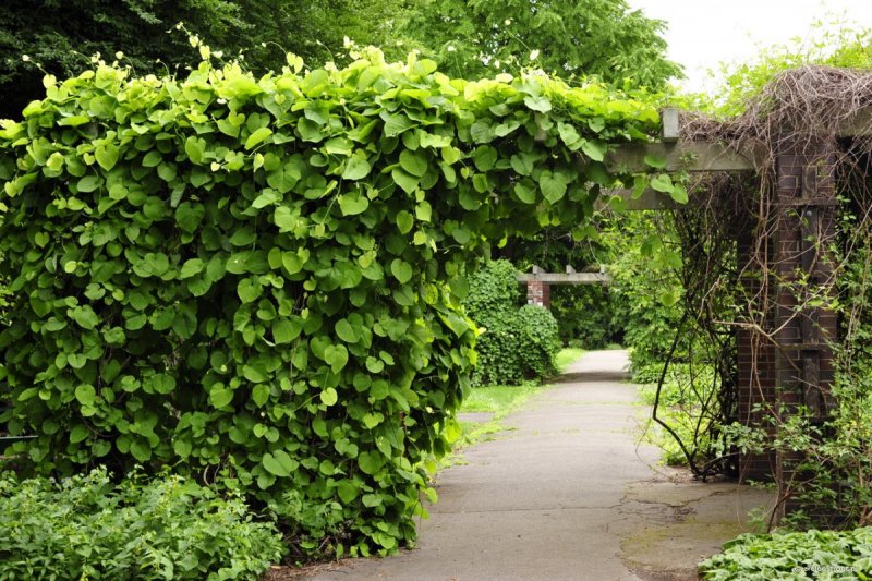 Виноград девичий (Parthenocissus inserta)