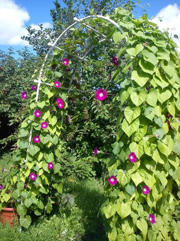Камелия плакучая