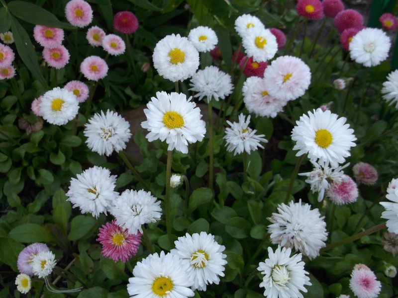 Однолетние маргаритки (Bellis annua)