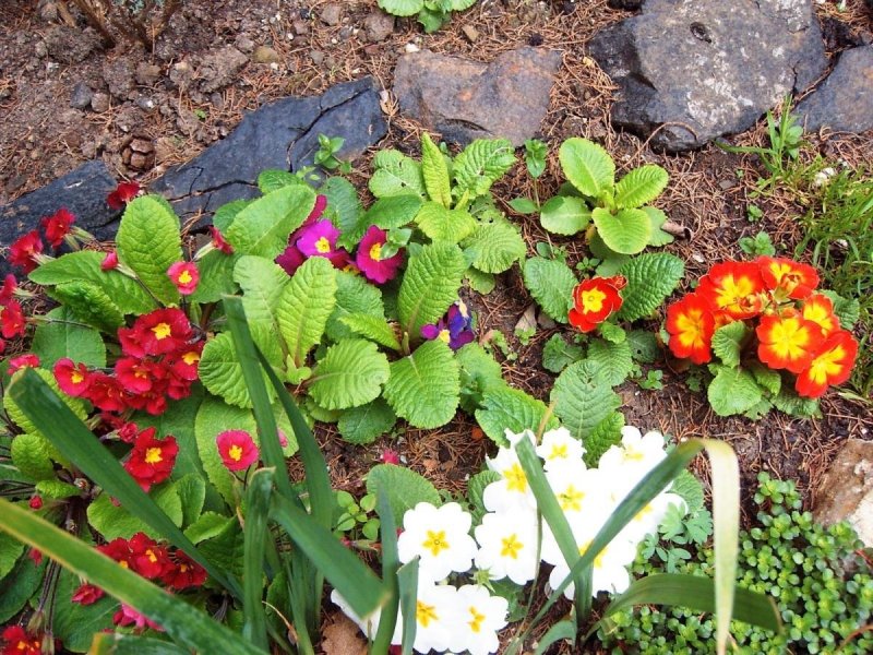 Маргаритка Bellis perennis