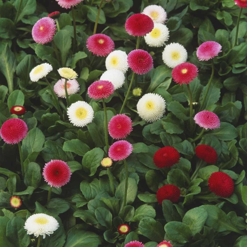 Клумба с ромашками