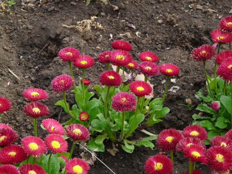 Маргаритка Bellis perennis