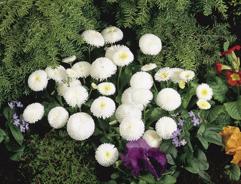 Маргаритка Bellis perennis