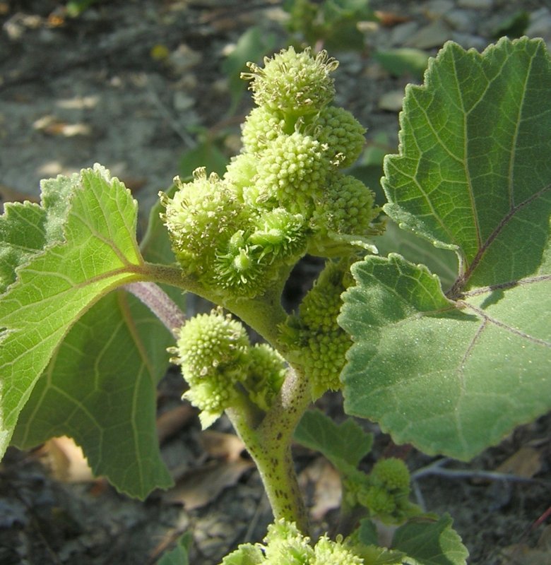 Xanthium strumarium