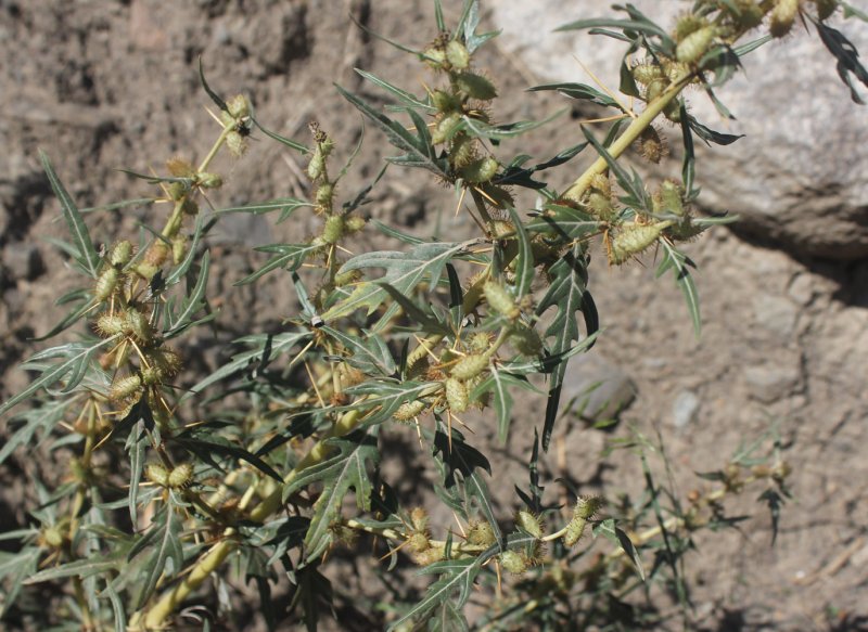 Lycium spinosum растение