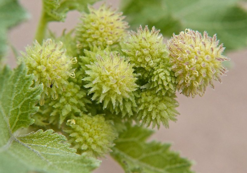 Дурнишник обыкновенный (Xanthium strumarium l.)