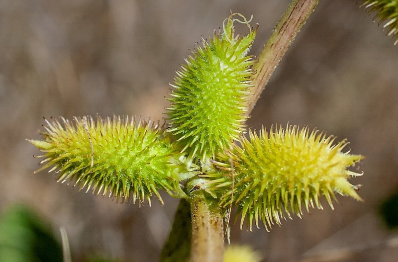 Cockleburs