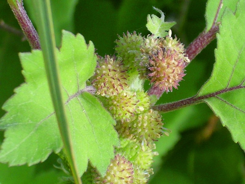 Дурнишник Xanthium strumarium