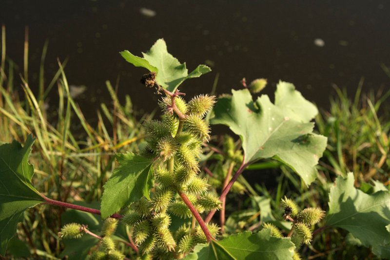 Дурнишник Xanthium strumarium