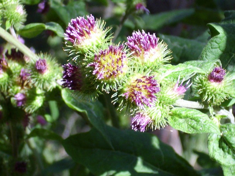 Xanthium strumarium Burdock семена