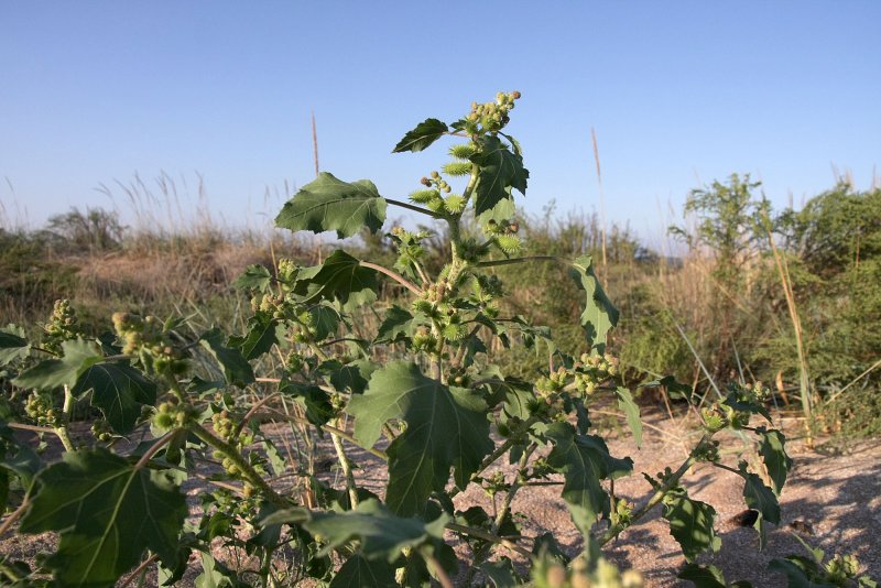Xanthium strumarium дурнишник обыкновенный