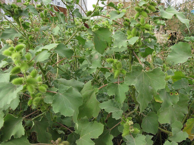 Дурнишник калифорнийский
