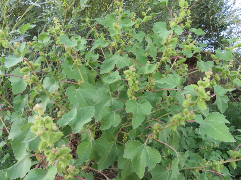 Дурнишник пенсильванский