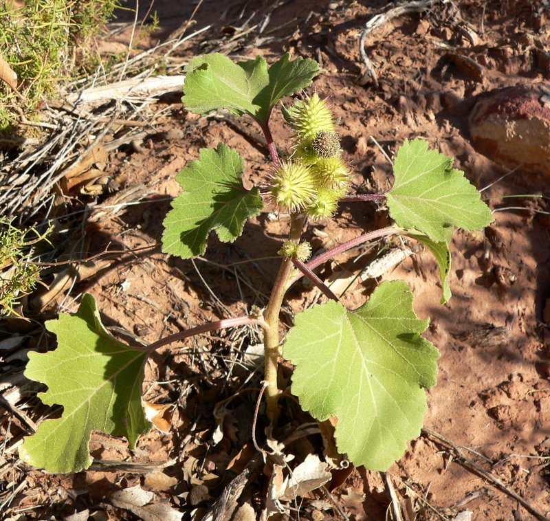 Дурнишник Xanthium strumarium