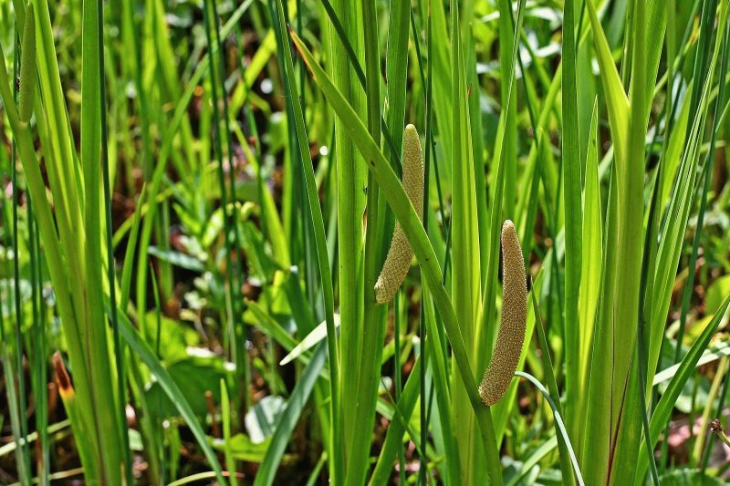 АИР болотный (Acorus Calamus)
