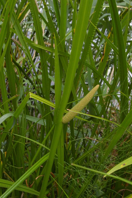 АИР болотный (Acorus Calamus)