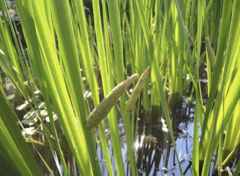 АИР болотный (Acorus Calamus)