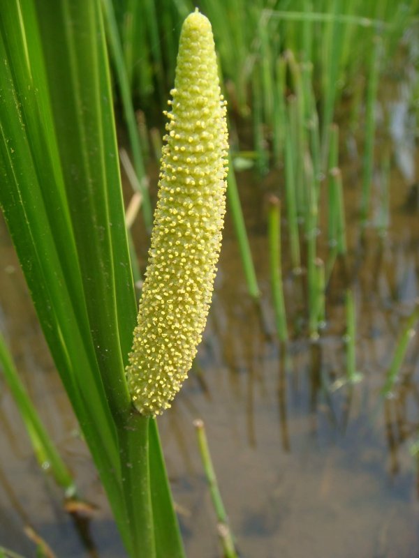 АИР болотный (Acorus Calamus)