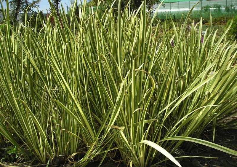 АИР болотный (Acorus Calamus)