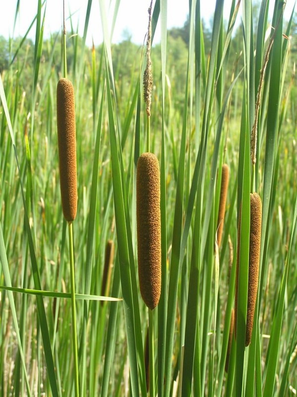 Рогоз Typha angustifolia