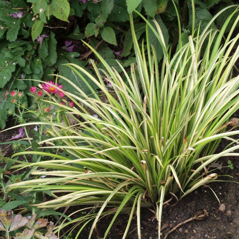 Acorus Calamus сырье