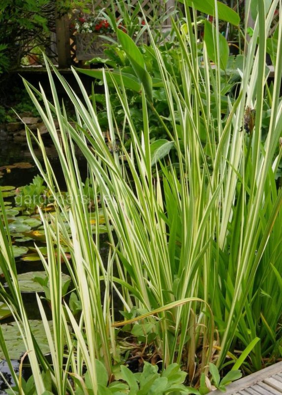 АИР Acorus Calamus variegatus