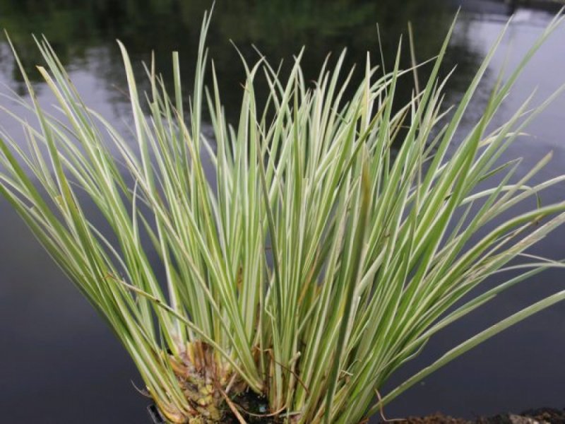 Acorus Calamus препараты