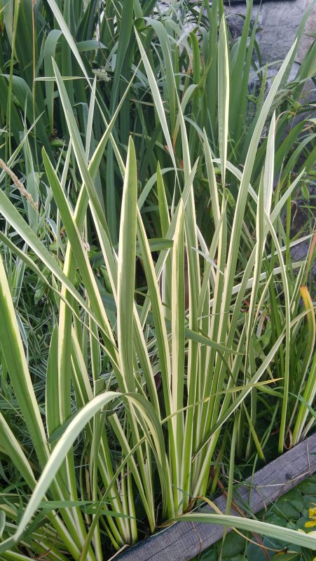 АИР болотный (Acorus Calamus)