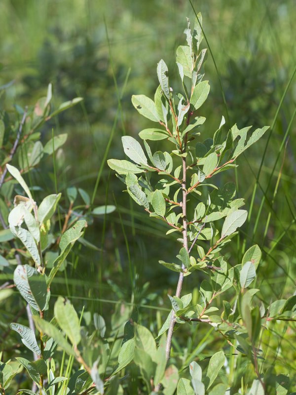 Ива ушастая Salix