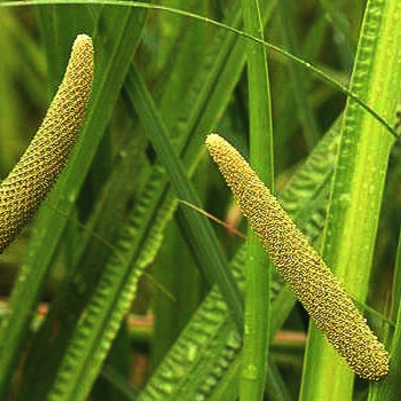 АИР Acorus Calamus variegatus