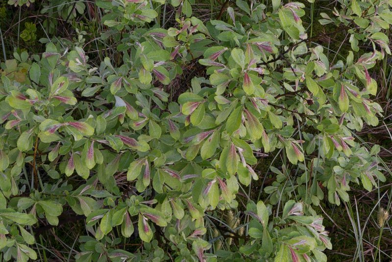 Ива ушастая (Salix Aurita