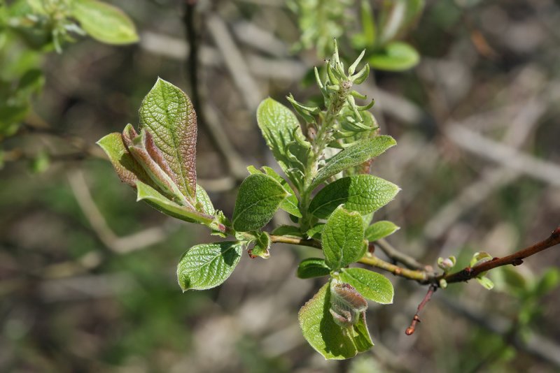Ива ушастая (Salix Aurita l.)