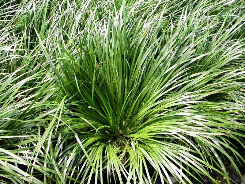 Ирис болотный variegata