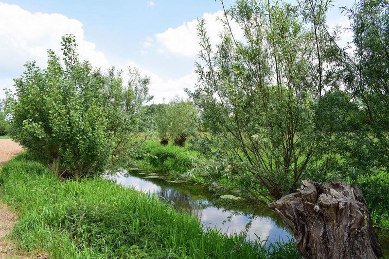Ива курильская Salix kurilensis