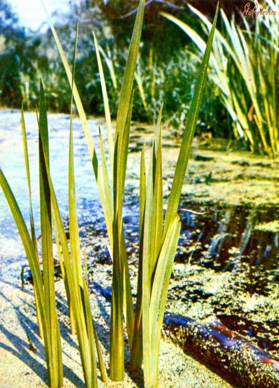 Акорус variegatus